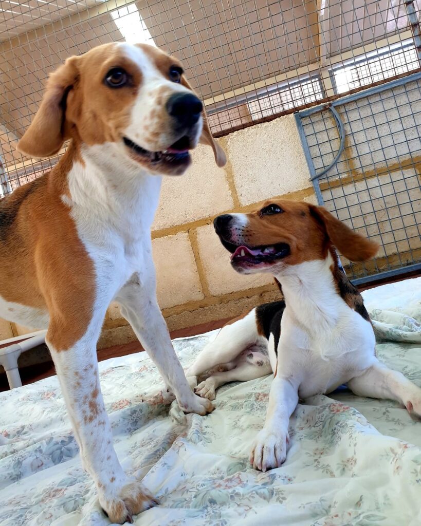 Two beagles resting together on bedding inside a boarding kennel