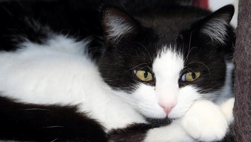 Black and white cat resting comfortably in a cosy cattery bed