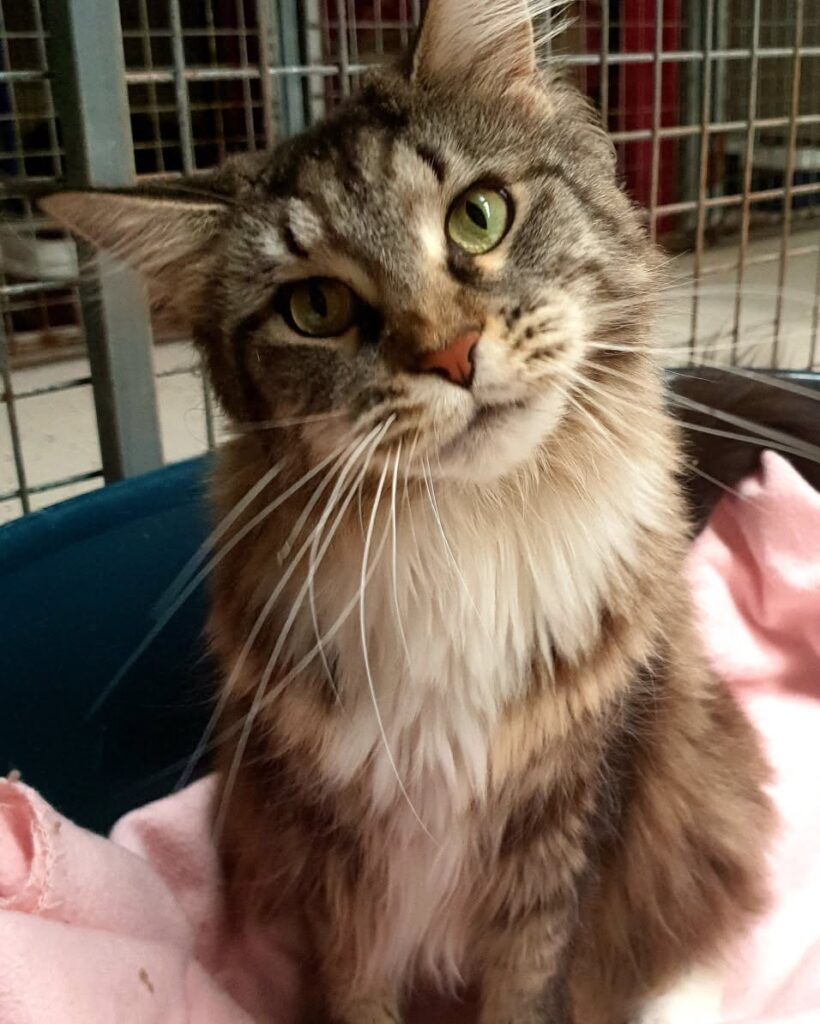 Long-haired tabby cat resting on soft bedding in a cattery pen