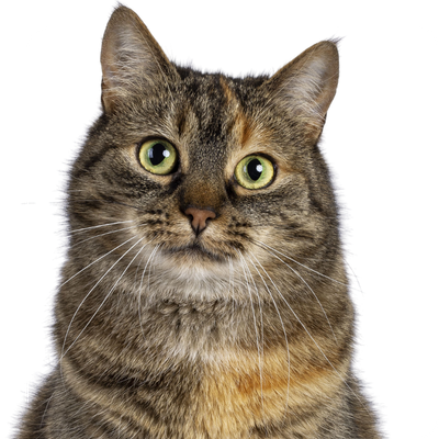 Close-up of a green-eyed tabby cat against a white background