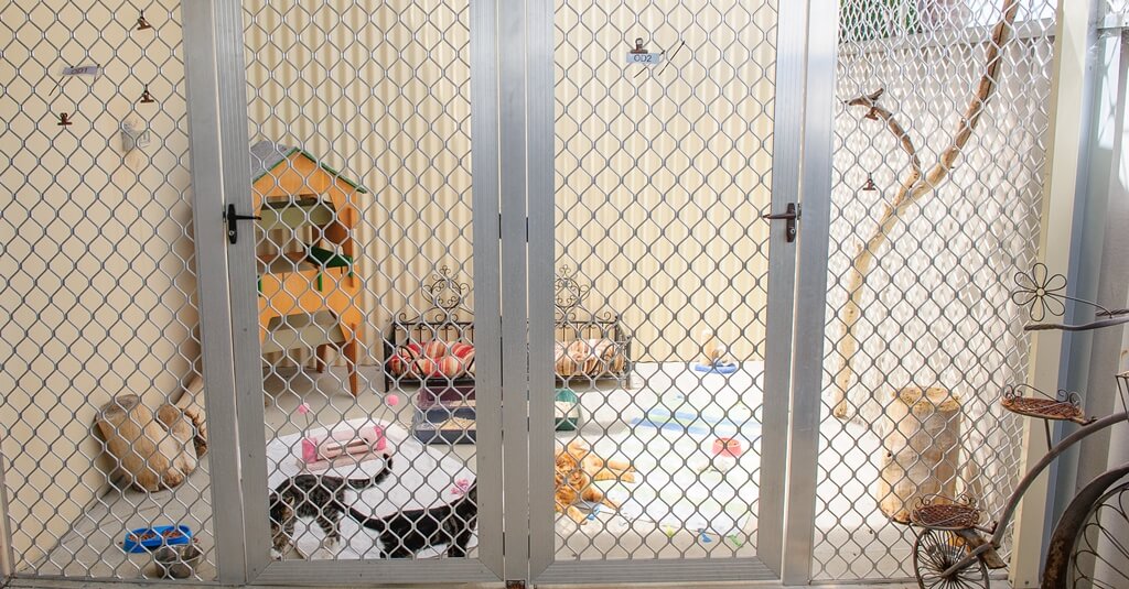 Spacious cat boarding enclosure with beds, climbing furniture and toys at Julie's Kennels