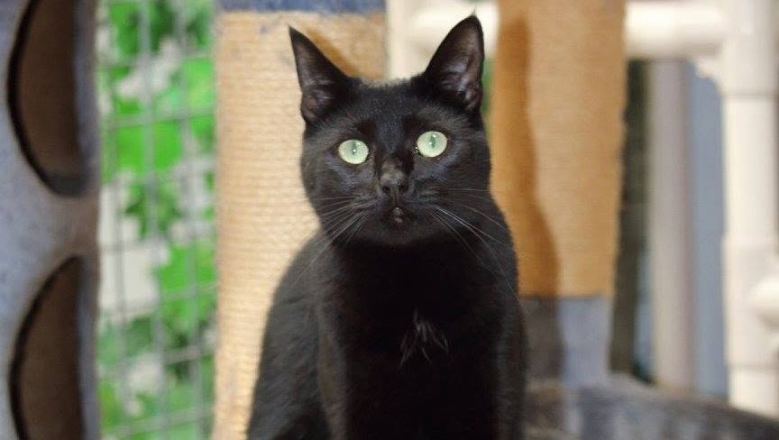 Green-eyed black cat on a scratching post in the cattery at Julie's Kennels