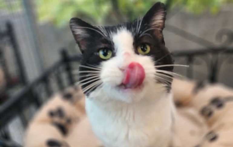 Black and white cat licking its nose on a paw-print bed in the cattery