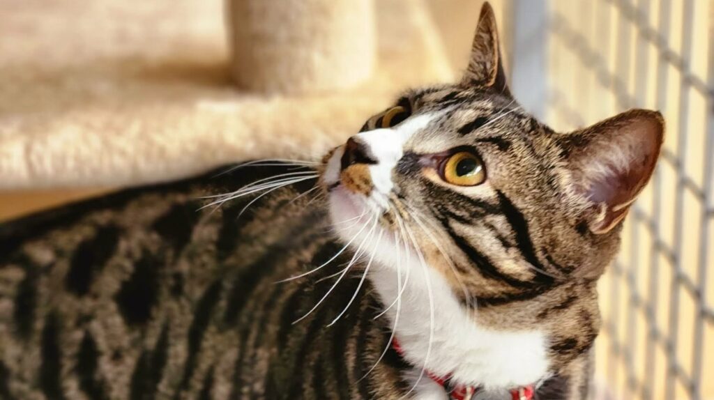 Tabby cat looking up in a sunlit boarding kennel