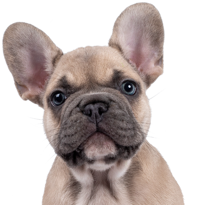 Close-up of a French bulldog puppy against a white background