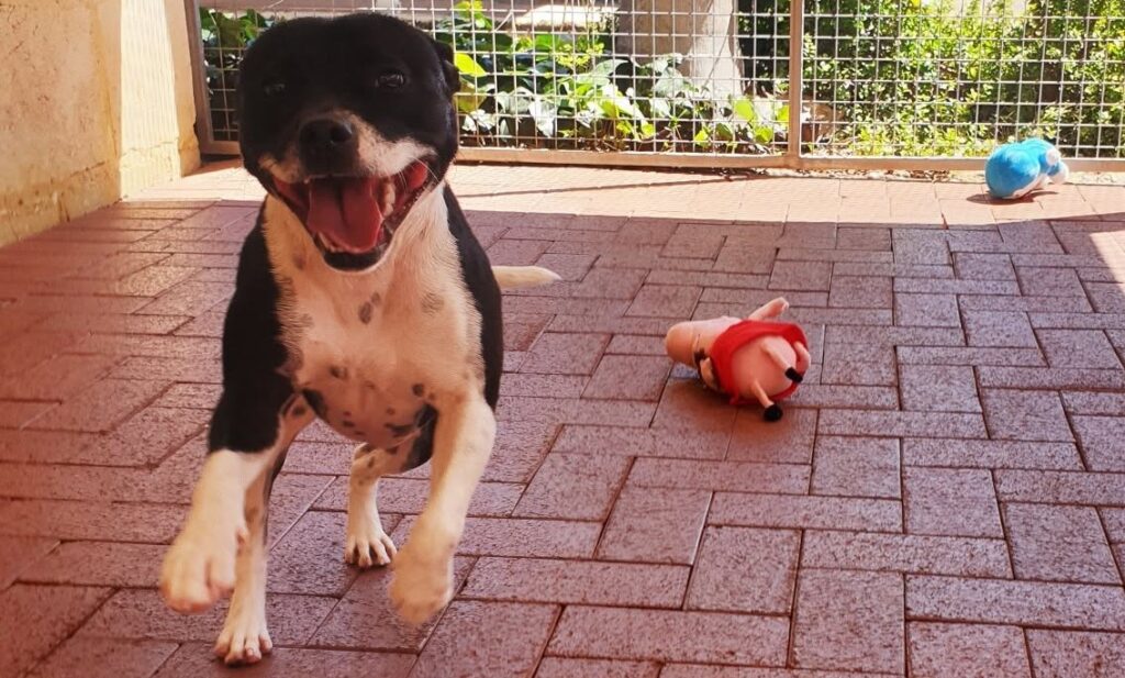 Happy dog with toys in the outdoor yard at Julie's Kennels