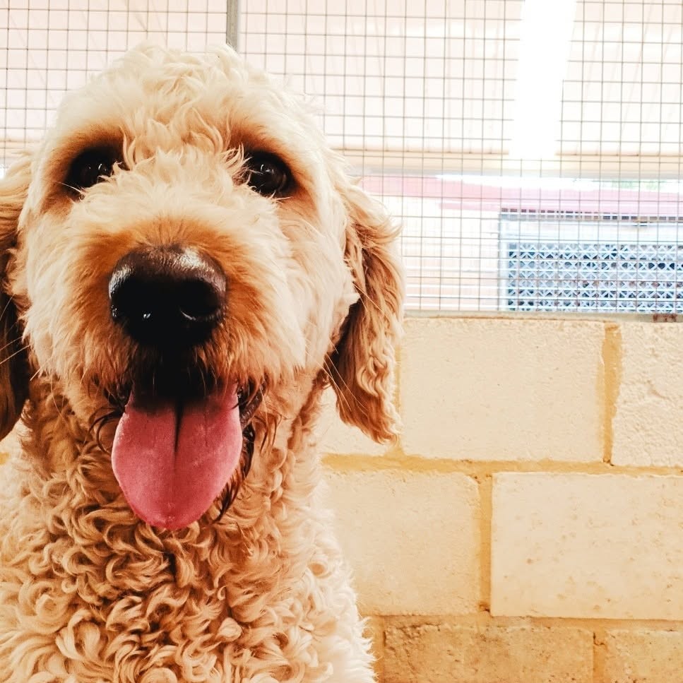 Happy curly-coated dog smiling in the outdoor run at Julie's Kennels