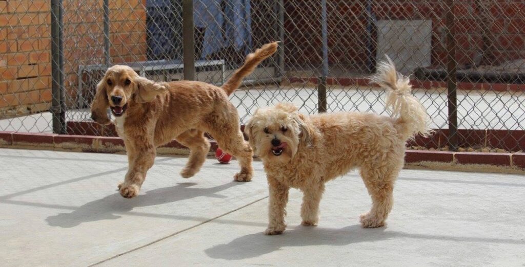 Two dogs playing with a ball in a fenced dog boarding run