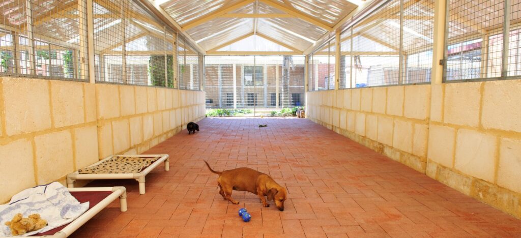 Spacious covered kennel run with dogs, raised beds and toys at Julie's Kennels