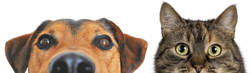 A dog and a cat peeking up over a navy background