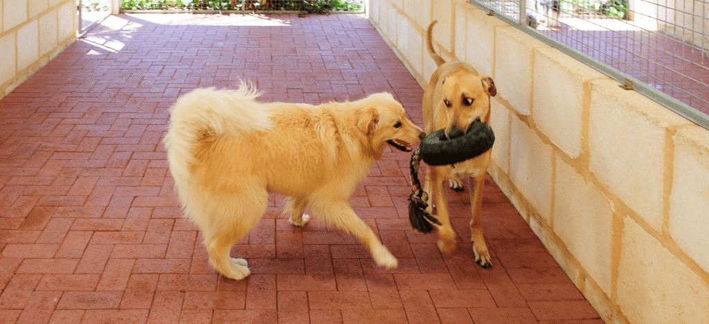 Two dogs sharing a tug toy in the outdoor run at Julie's Kennels