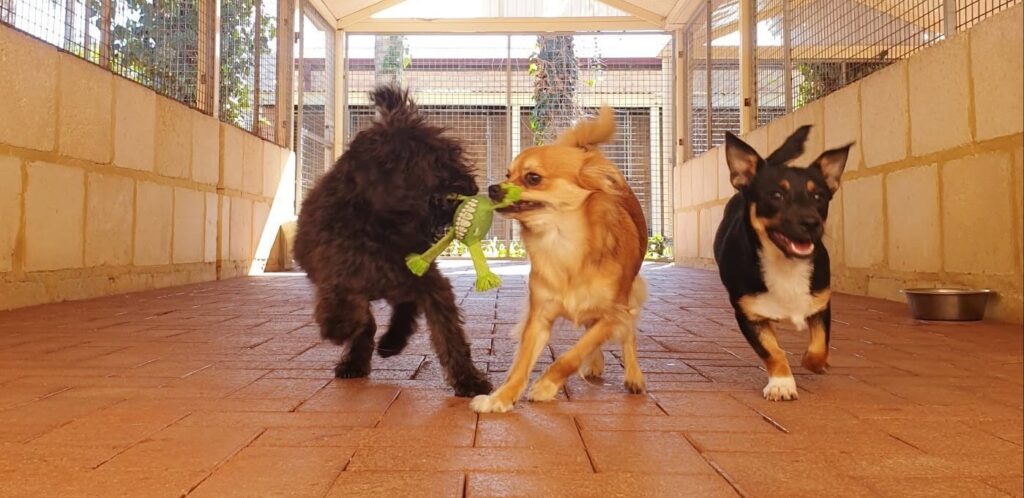 Three small dogs playing together in a covered run at Julie's Kennels