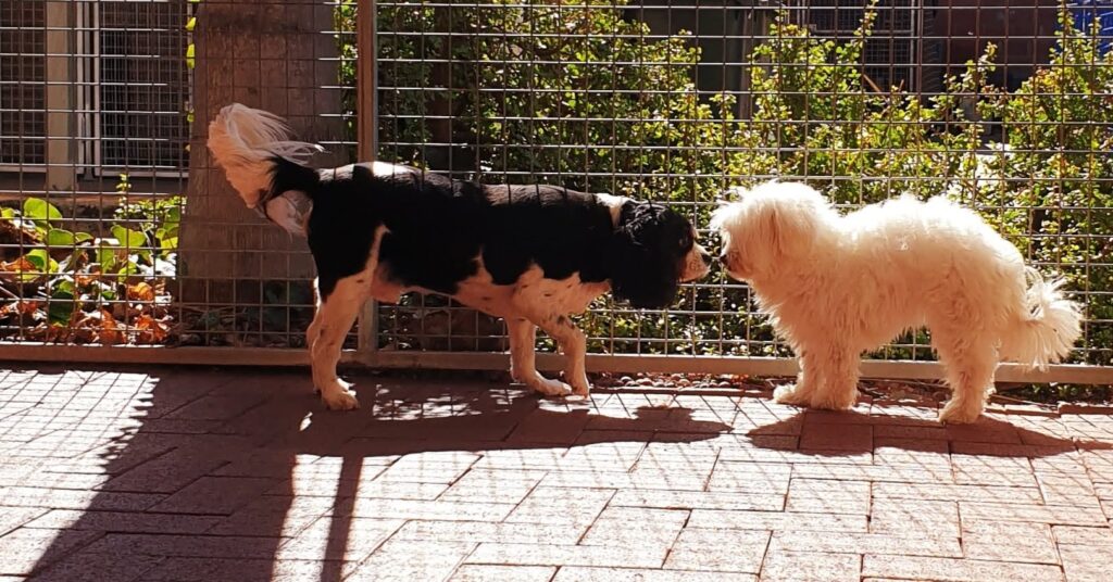 Two dogs greeting each other in a sunny dog boarding yard