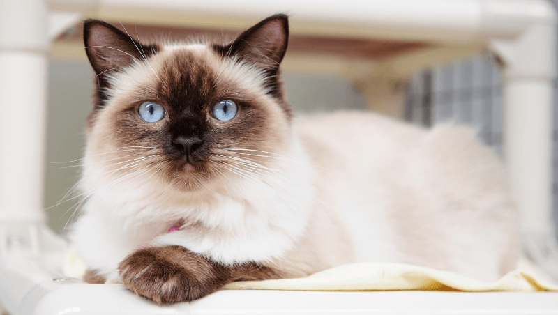 Blue-eyed Siamese cat resting comfortably on soft bedding in the cattery