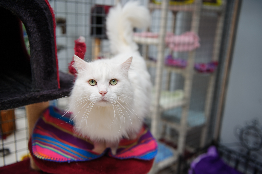 Fluffy white cat on a colourful blanket in the cattery at Julie's Kennels