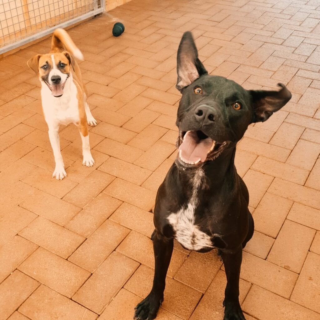 Two happy dogs playing in the paved outdoor yard at Julie's Kennels