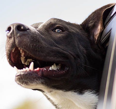 Happy dog leaning out of a car window during a drive