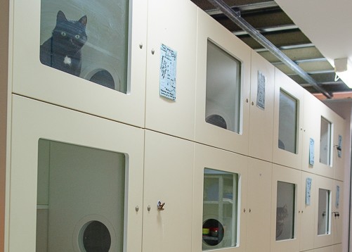 Individual cat boarding enclosures with a cat looking out through the glass